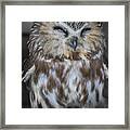Saw Whet Owl Framed Print