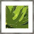 Sawtooth Leafed Aloe Vera Framed Print