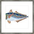 Scad Fish Framed Print