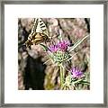 Scarce Swallowtail Butterfly And Thistle Framed Print