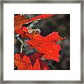 Scarlet Autumn Framed Print