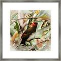 Scarlet-faced Liocichla Framed Print