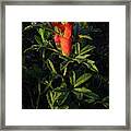 Scarlet Globemallow Framed Print