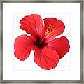 Scarlet Hibiscus Tropical Flower Framed Print