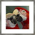 Scarlet Macaw Ara Macao Pair Kissing Framed Print