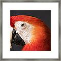 Scarlet Macaw Framed Print