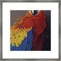 Scarlet Macaw Three Framed Print