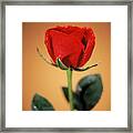 Scarlet Petals Framed Print