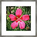 Scarlet Swamp Hibiscus Framed Print