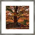 Scenic Byway In Peabody Ma Framed Print