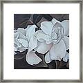 Scent Of Gardenias Framed Print