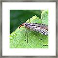 Scorpion Fly Framed Print