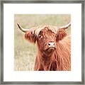 Scottish Bull Framed Print