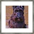 Scottish Terrier Framed Print