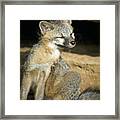 Scratching Gray Fox Framed Print