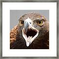 Screaming Eagle Framed Print