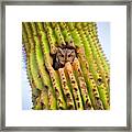 Screech Owl In Saguaro Framed Print