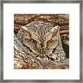 Screech Owl On Spring Creek Framed Print