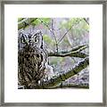 Screech Owl Tree Framed Print