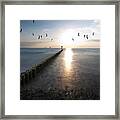 Sea Birds Sunset. Framed Print