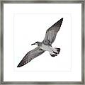 Sea Gull Framed Print