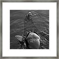 Sea Lion Iv Framed Print