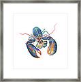 Sea Lobster Framed Print