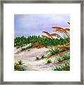 Sea Oats In The Dunes Framed Print