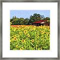 Sea Of Sunflowers Framed Print