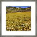 Sea Of Yellow Up In The Temblor Range At Carrizo Plain National Monument Framed Print