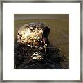 Sea Otter Eating With Tongue Framed Print
