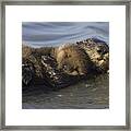 Sea Otter Mother With Pup Monterey Bay Framed Print