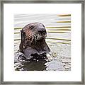 Sea Otter With Clam Framed Print