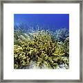 Sea Rod Corals Framed Print
