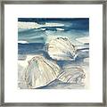 Sea Scallop 1 Framed Print