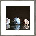 Sea Snails Framed Print