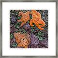 Sea Stars And Anemones Framed Print