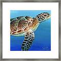 Sea Turtle 2 Of 3 Framed Print