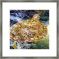 Sea Turtle In Hawaii Framed Print