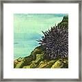 Sea Urchin Framed Print