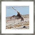 Seagull And Shadow Framed Print