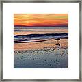 Seagull At Sunrise Framed Print