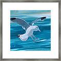 Seagull Framed Print