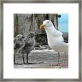 Seagull Family Framed Print