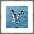 Seagull Landing With Water Reflections. Framed Print