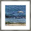 Seagull Meal Time 2 Framed Print