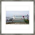 Seagull North Wales Caernarfon #seagull Framed Print