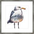 Seagull Print Framed Print