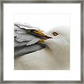Seagull Pruning His Feathers Framed Print