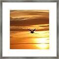 Seagull Soaring Into Sunset Framed Print